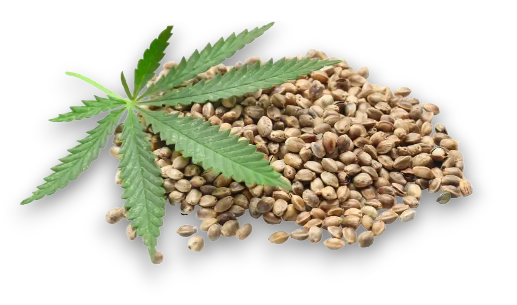 HEMP-SEED-PhotoRoomwebp - EcoPureNatural