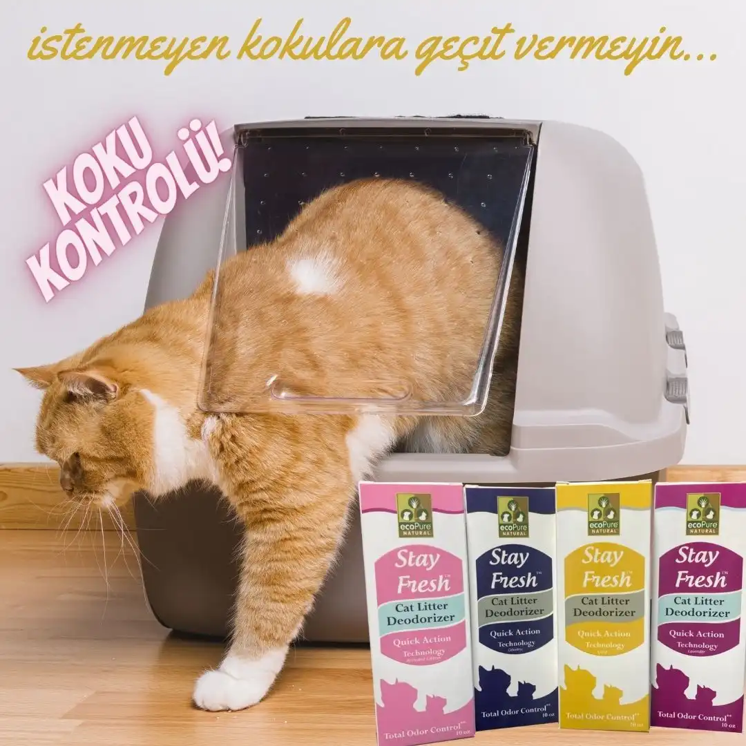 Kum-kablarindaki-koku2webp - EcoPureNatural