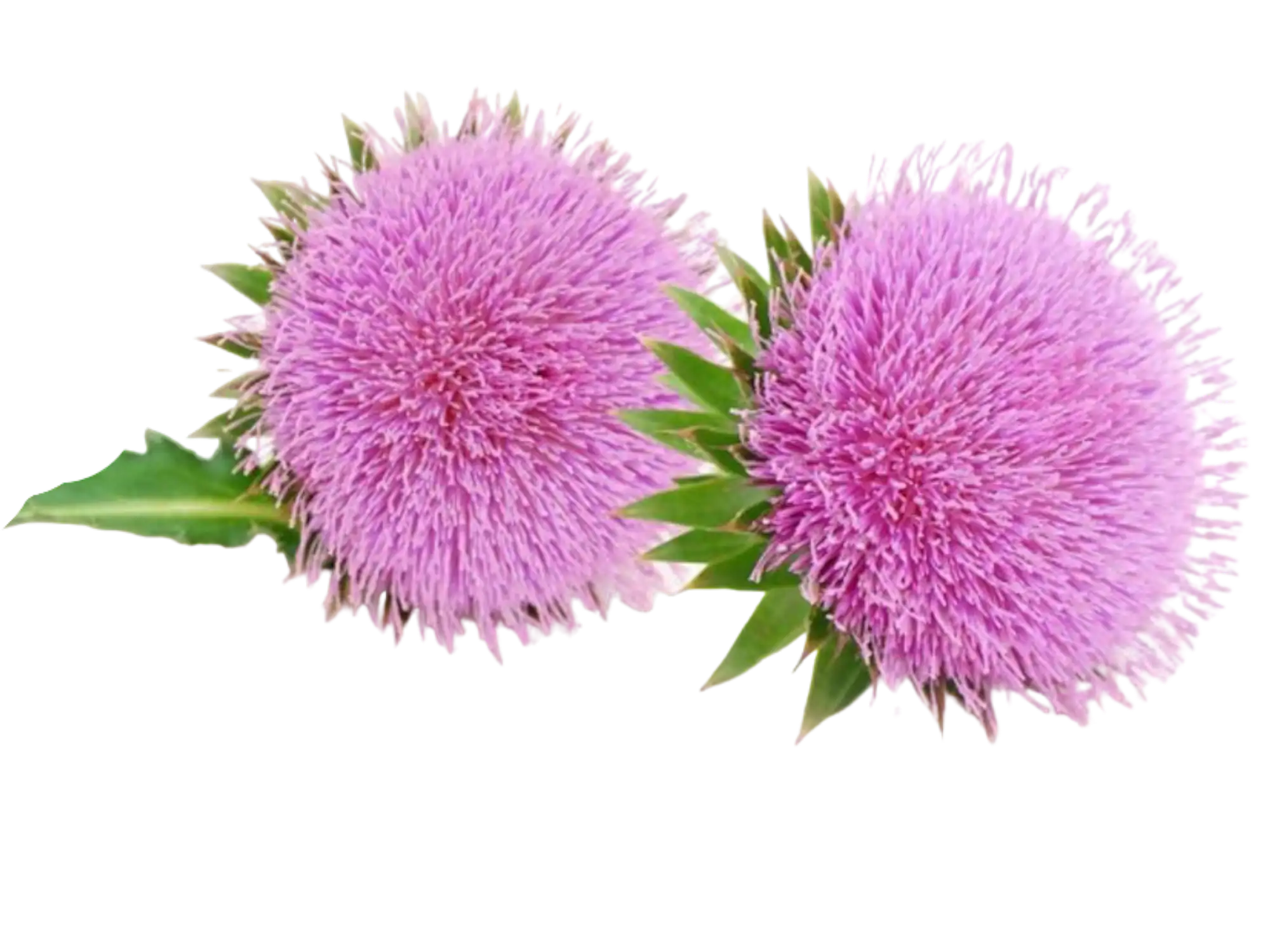 milk-PhotoRoomwebp - EcoPureNatural